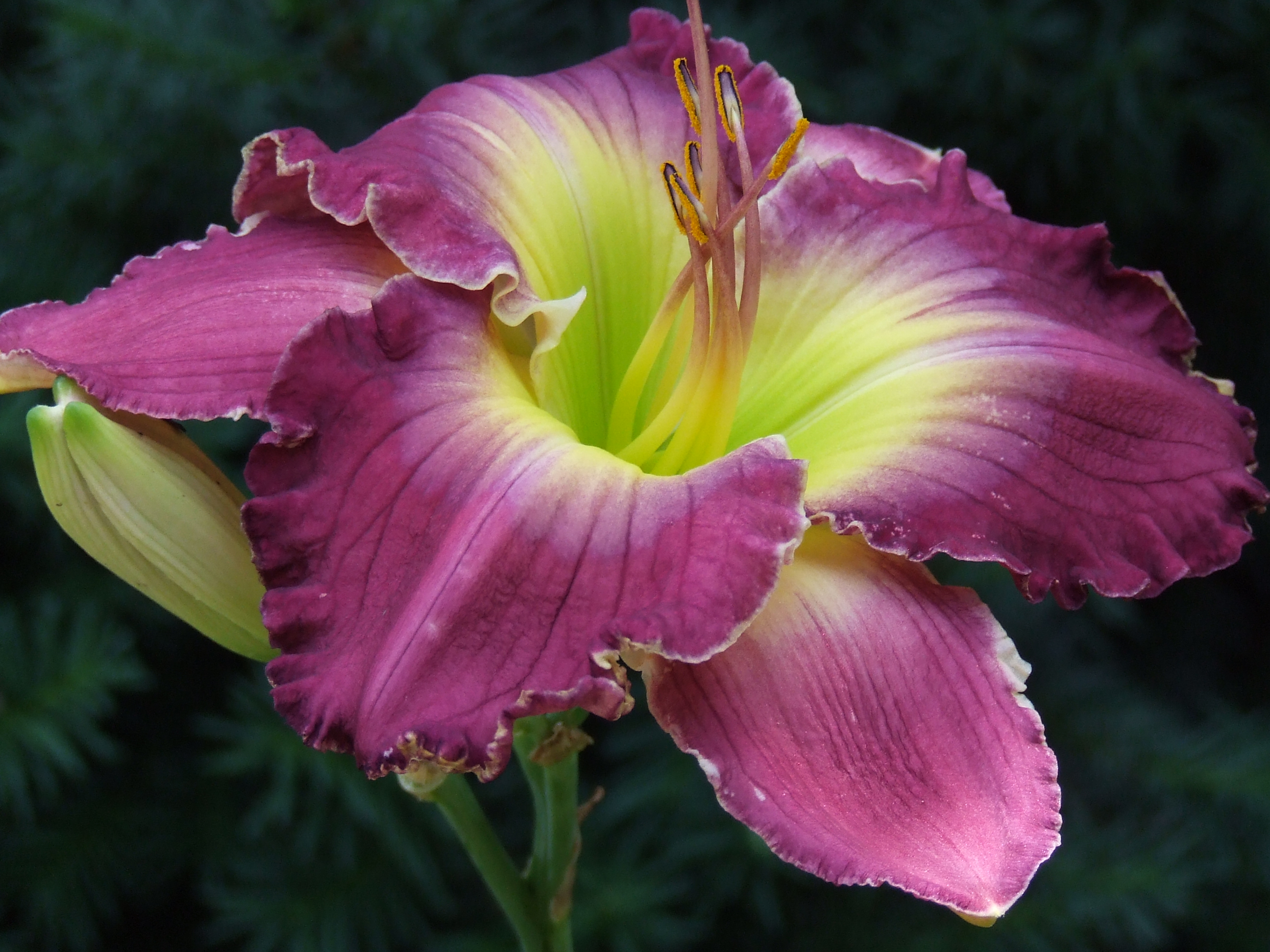 Daylily Swallow tail